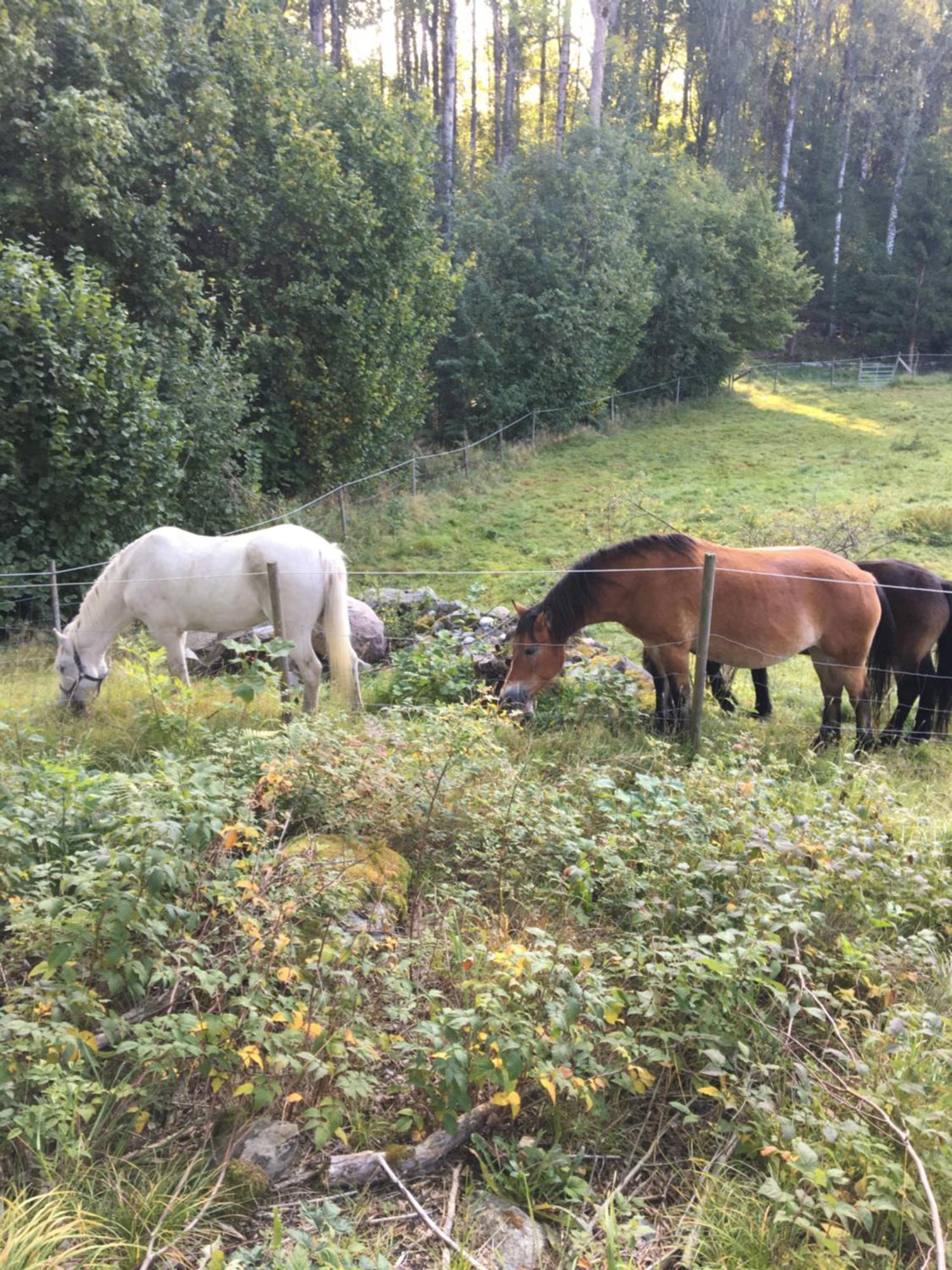 Henneviken Bnb Ed 外观 照片